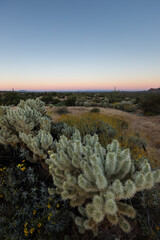 Jumping Cholla during Sunset at Saguaro National Park,