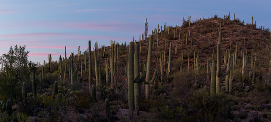 Saguaros and Sunset at Saguaro National Park