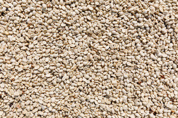  Coffee beans being sun dried