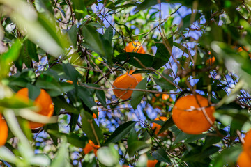 The mandarin orange on the tree in garden.