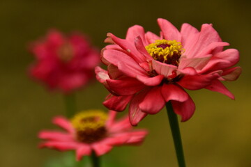 Obraz premium Flower