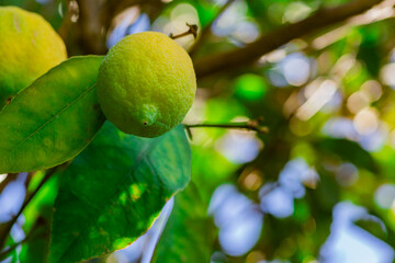 The green lemon on the tree in garden.