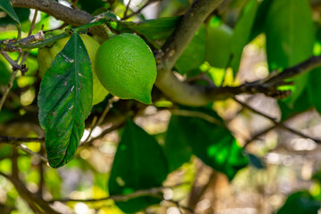 The green lemon on the tree in garden.