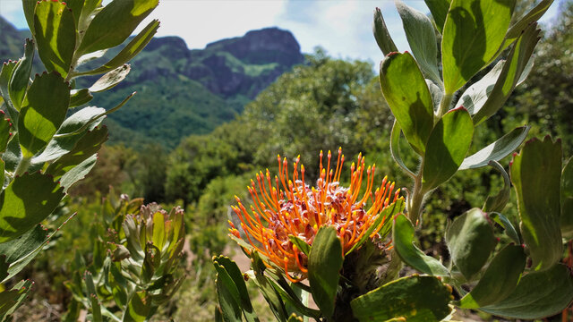 A bright flower of fynbos - leucospermum, against the background of a mountain landscape. Bright orange globular inflorescence with many tubular flowers and long stamens. Green leaves. South Africa