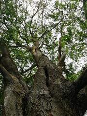Fototapeta premium Trees 