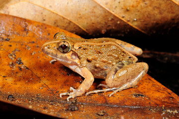 Kirtisinghe's frog (Zakerana kirtisinghei) - Sri Lanka