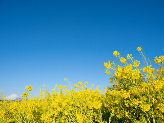 早春の吾妻山公園　富士山と菜の花　1月