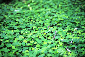 Fototapeta premium Background from plant clover four leaf. Irish traditional symbol. St.Patrick 's Day.