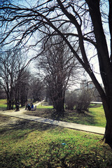 Bright spring greens at dawn in the forest. Nature comes to life in early spring.