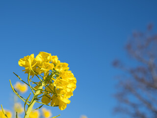 早春の吾妻山公園の菜の花