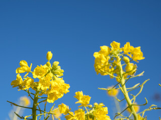 早春の吾妻山公園の菜の花