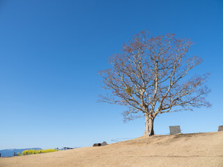 早春の青空と吾妻山公園の風景　1月