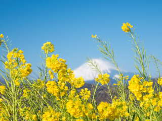 早春の吾妻山公園　富士山と菜の花　1月