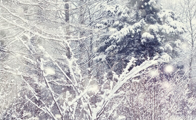 Winter forest landscape. Tall trees under snow cover. January frosty day in the park.