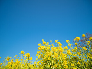 Fototapeta premium 早春の吾妻山公園の菜の花