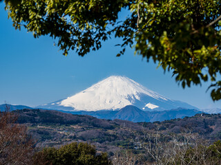 早春の青空　吾妻山公園からの富士山　1月