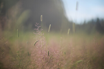 Wild flower. Little flowers on a green meadow.
