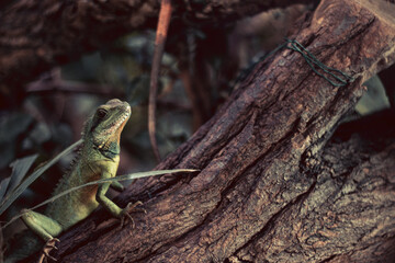Tiny Dragon