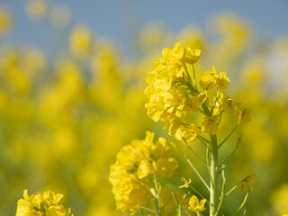 早春の吾妻山公園の菜の花