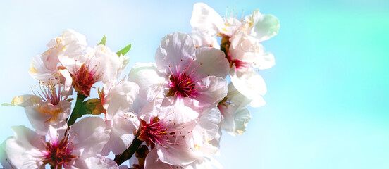 Almond, Flower, Plant, Season, Sringtime.Almond blossom on the Bergstrasse in Hesse