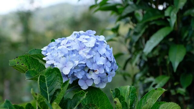 Beautiful blue hydrangea or hortensia flower blooming in the garden