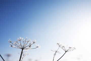 Plant covered with snow against the blue sky. Winter frost and ice crystals on grass. Selective focus and shallow depth of field.