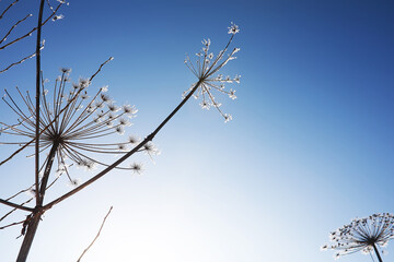 Plant covered with snow against the blue sky. Winter frost and ice crystals on grass. Selective focus and shallow depth of field.
