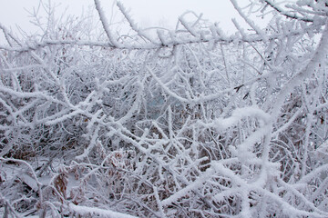 Snow-covered winter steppe during fog. Trees and grass covered with frost
