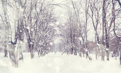 Winter forest landscape. Tall trees under snow cover. January frosty day in the park.