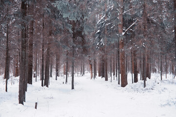 Winter forest landscape. Tall trees under snow cover. January frosty day in the park.