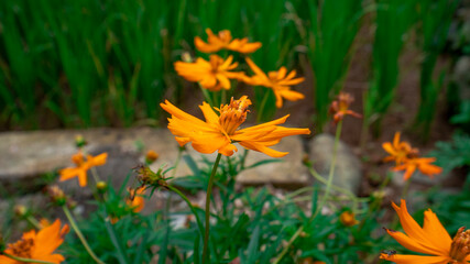 yellow flowers in the grass
