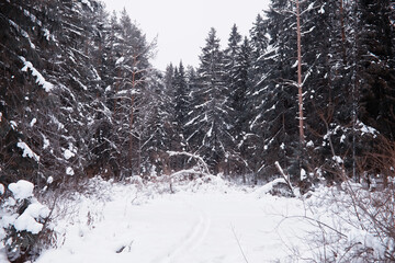 Winter forest landscape. Tall trees under snow cover. January frosty day in the park.