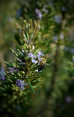 close up of a pine needles