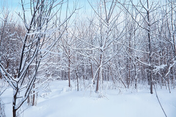 Winter forest landscape. Tall trees under snow cover. January frosty day in the park.