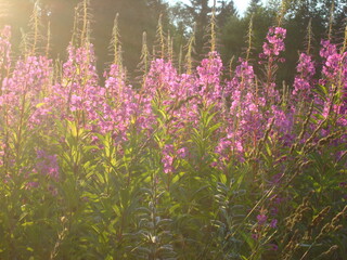 willow-herb