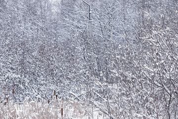 Winter forest. Landscape of the park in winter. Snow-covered trees at the edge.