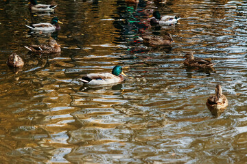 Autumn background with ducks, a large drake with a green head swimming in the middle of the lake, the rest of the ducks on the edges. Space for the text.