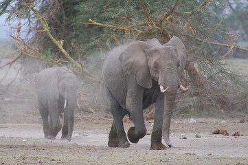 アフリカゾウの親子