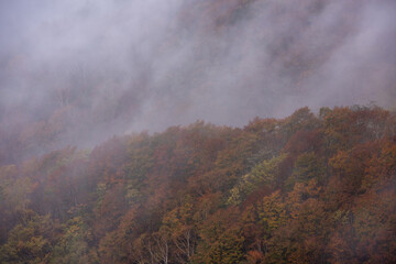 Fototapeta premium 紅葉と霧