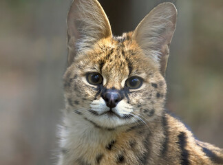 Serval closeup looks at the viewer