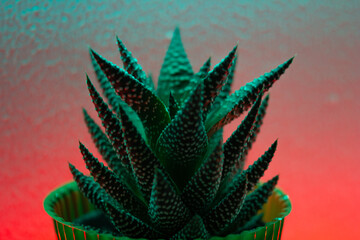 cactus in front of a rainbow wall