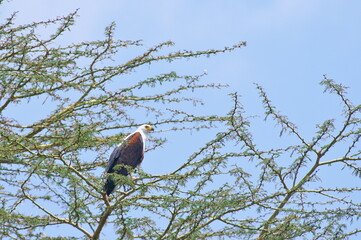 サンショクウミワシ