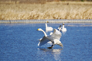 バランスを取って着水