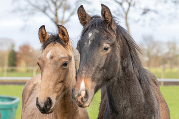 Obraz na płótnie Canvas Two One year old horses in the pasture. A black and a brown, yellow foal. They stand side by side as friends. Selective focus