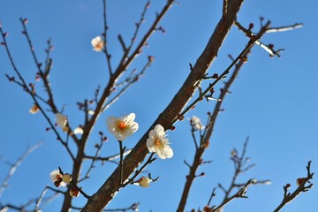 春の便り　白梅　冬　風景