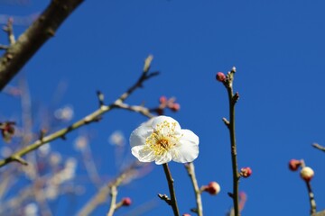 春の便り　白梅　冬　風景