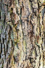 Tree bark texture background
