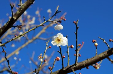 春の便り　白梅　冬　風景