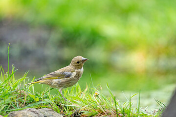 Close-up of a finch running in the grass. A pool of water in the green grass. Detailed in the bird