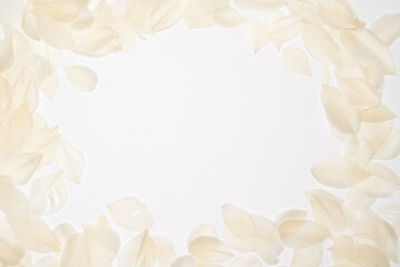 top view of White bird feathers on white background